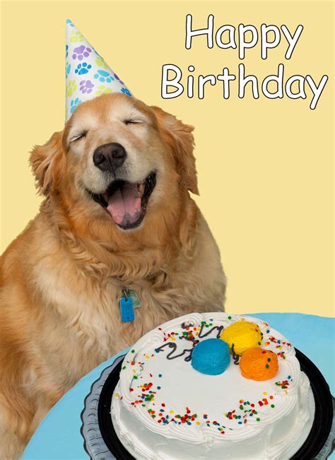 dogs happy birthday gif|funny dog happy birthday images.